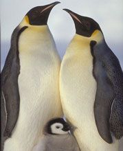 семья императорских пингвинов