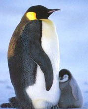 императорский пингвин с пингвинёнком