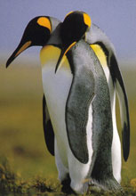 вот такие они патагонские пингвины