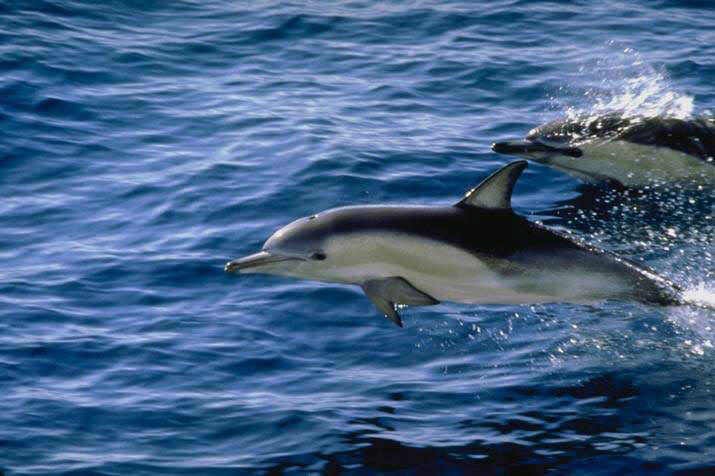 Black Sea Dolphins